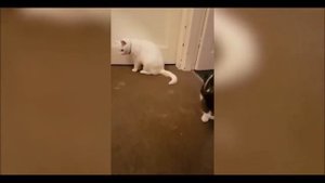 Забавная Реакция Кошек На Расческу