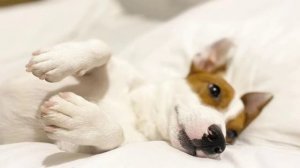 Локи Бобо фото!