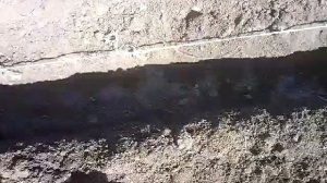 Выращивание чеснока из семян.