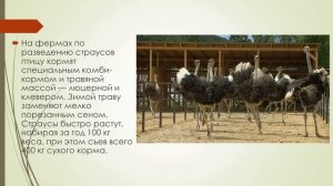 Сельскохозяйственные животные и животноводство