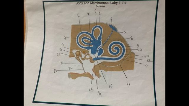 ЛОР АНАТОМИЯ смотреть онлайн