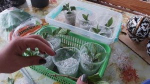 Черенкование гортензии в мае