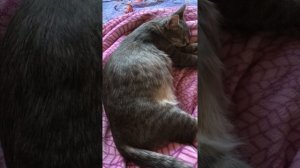 Как шевелятся котята в животе у кошки. Люся
