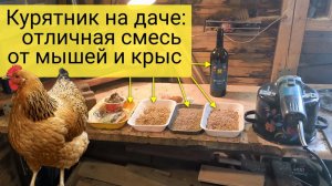 Как я избавляюсь от грызунов (крыс и мышей) в курятнике #сезонконтентаRUTUBE