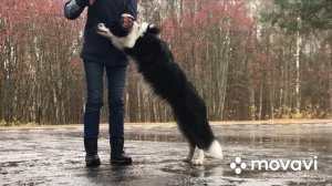Дрессировка щенка бордер колли 8 месяцев