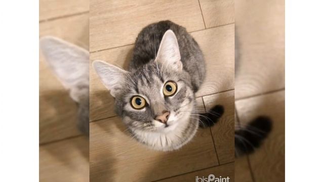 -::Превращаю фото котика в рисунок девушки часть 2????? || смотреть онлайн