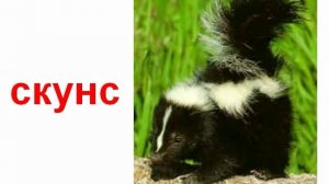 Животные хищники енотовые, куньи, виверровые звук