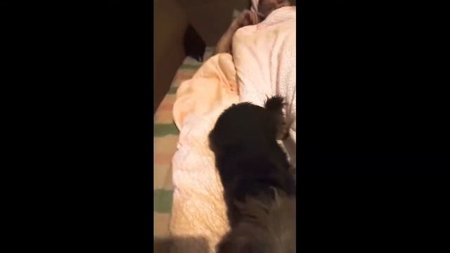 Пес защищает хозяина. смотреть онлайн