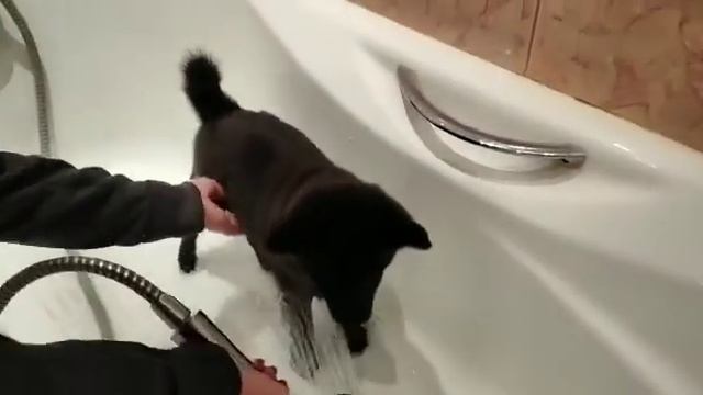 Попу мыть попу мыть )) щенок шипперки , схипперки смотреть онлайн