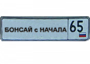 Бонсай маме из мирта на камне 2 часть