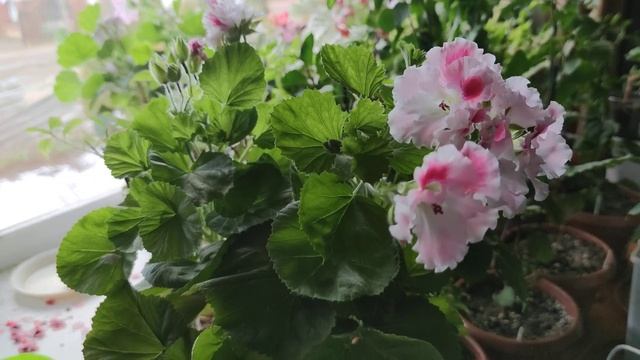 Королевская пеларгония после цветения. смотреть онлайн