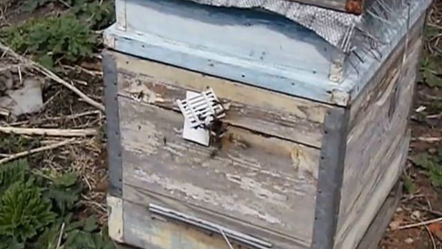 бумажные летковые заградители для ульев смотреть онлайн