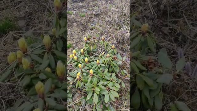 Бутоны рододендрона и памятник святому Николаю Чудотворцу в городе Анадырь, 27 мая 2022 года