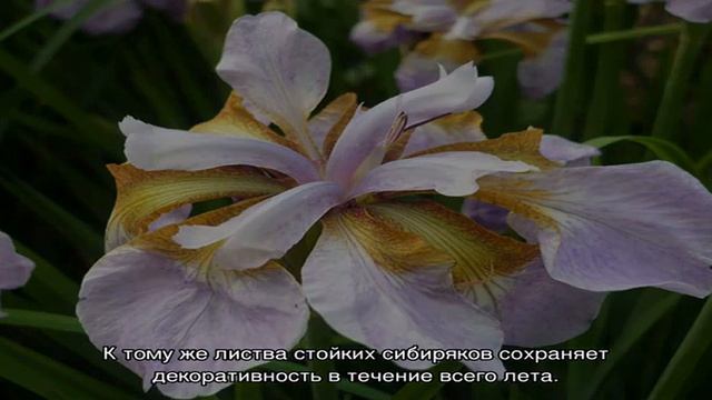 Ирис цветок — виды декоративных растений