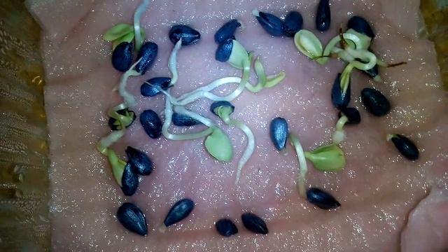 Проращивание семян подсолнуха Гектор смотреть онлайн