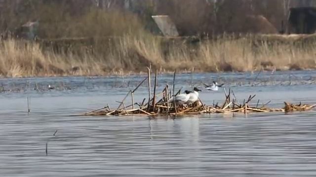 CANON EOS 550 D VIDEO смотреть онлайн