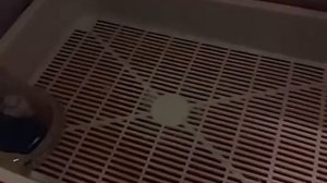 Автоматический лоток для кошки