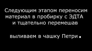 Забор красного костного мозга у кошки