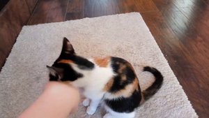 Кошка матрешка лижет руку как собака