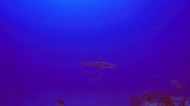 Дайвинг Южный Мале Атолл/Мальдивы 2016/Diving, South Male Atoll, Maldives