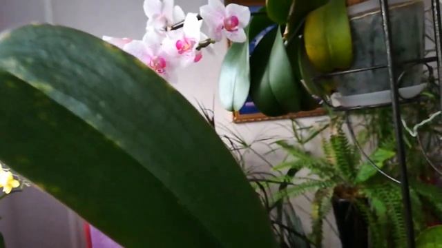 УРА! ДОЖДАЛАСЬ! ✌️?ПЕРВОЕ ЦВЕТЕНИЕ ФАЛЕНОПСИСА СОКРОВИЩА БУДДЫ! ❣️❤️?#PHALAENOPSIS BUDDHA'S TREASUR смотреть онлайн