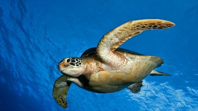 #2 Морские черепахи / Sea turtles