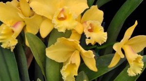 ОРХИДЕЯ   ПОТИНАРА