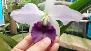 Lc. CG Roebling 'Blue Indigo'