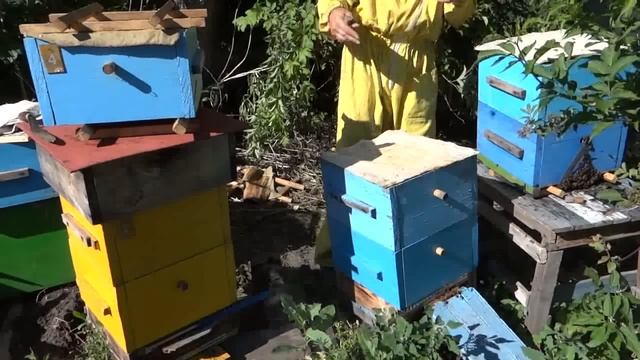 Народный улей Варрэ. Ловля роёв. От ловушки до медовика. 2 часть смотреть онлайн
