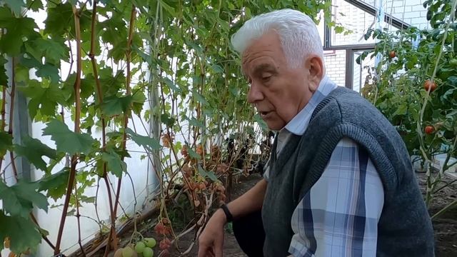 Виноградная гроздь до 850 грамм. Как вырастить виноград в теплице.