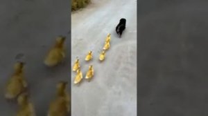 курьёзные видео с животными