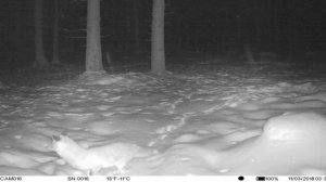 фотоловушки для охраны дачи купить на алиэкспресс