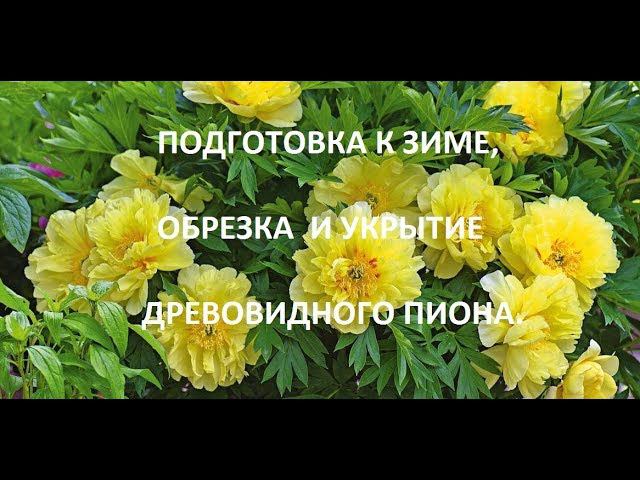 Обрезка и укрытие в зиму древовидного пиона .