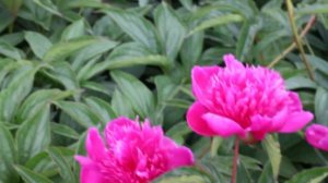 Purple Spider | R2 Flowers BV | Peonies
