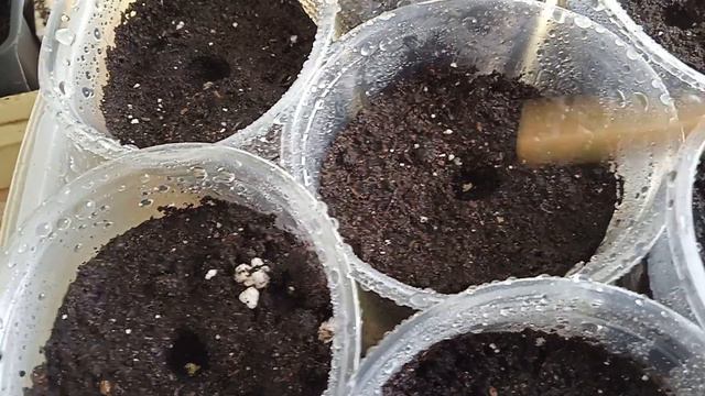 Петунья,давай дружить🥰#петуньяампельная смотреть онлайн