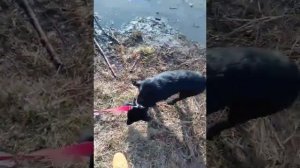 Приучение щенка к улице. Лабрадор 4.5месяца