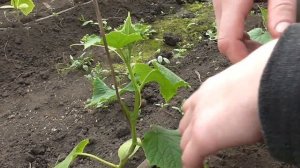 Формирование огурцов (дилетант в сельхозе)