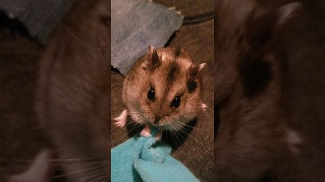 Russian Dwarf Hamster Loves Chew Clothes Хомяк Жует