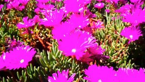 Lampranthus