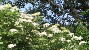 Äkta fläder (Sambucus nigra)