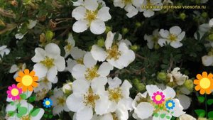 Лапчатка кустарниковая Маунт Эверест. Краткий обзор, описание potentilla fruticosa Mount Everest