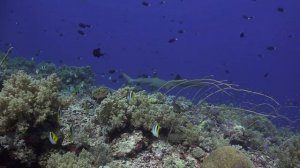 Mating Reef Sharks at Tubbataha Reef