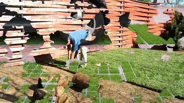 Газон на даче своими руками.  Выбираем место для газона