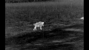 Pulsar Trail XP50 223rem 55gr Norma ORYX секач 120 кг