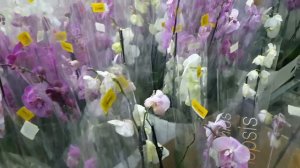 ОБЗОР ОРХИДЕЙ в САДОВОМ ЦЕНТРЕ Одесса 🥰🌸👍