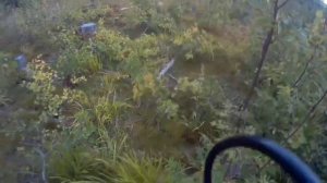 Путешествие в Карелию. Собираем бруснику. Сбор ягоды. #природа#карелия#подпишись