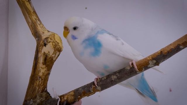 Budgie Noises to make them Dance ? смотреть онлайн