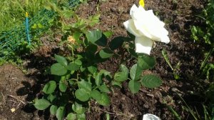 Роза Полярная звезда #саднадежды #розы