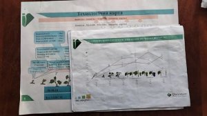 Как увеличить размер ягоды винограда и избежать растрескивания.