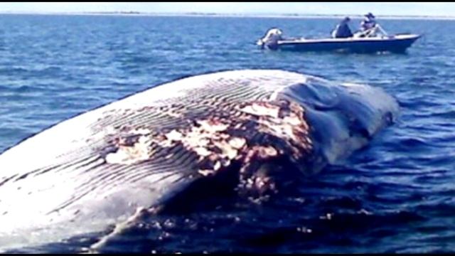 Люди не поверили своим глазам, когда увидели, что это такое. смотреть онлайн